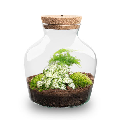 Little Joe Asparagus + Fittonia White Tiger - Terrarium with light - Bottle garden DIY kit - Ø 20 cm ↑ 22 cm (Copy)