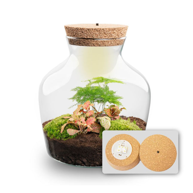 Little Joe Asparagus + Fittonia Ruby Lime - Terrarium with light - Bottle garden DIY kit - Ø 20 cm ↑ 22 cm