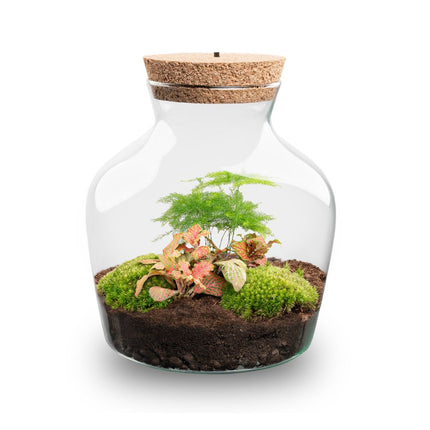 Little Joe Asparagus + Fittonia Ruby Lime - Terrarium with light - Bottle garden DIY kit - Ø 20 cm ↑ 22 cm