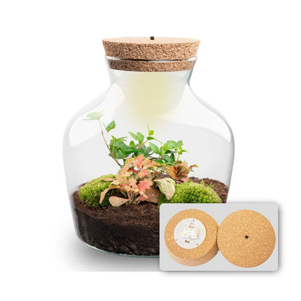 Little Joe Hedera Fittonia Ruby Lime - Terrarium with light - Bottle garden DIY kit - Ø 20 cm ↑ 22 cm