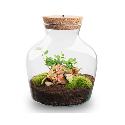 Little Joe Hedera Fittonia Ruby Lime - Terrarium with light - Bottle garden DIY kit - Ø 20 cm ↑ 22 cm