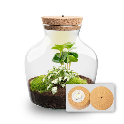 Little Joe Coffea Arabica + Fittonia White Tiger - Terrarium with light - Bottle garden DIY kit - Ø 20 cm ↑ 22 cm
