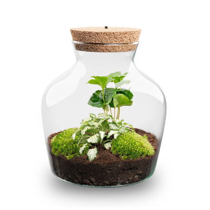 Little Joe Coffea Arabica + Fittonia White Tiger - Terrarium with light - Bottle garden DIY kit - Ø 20 cm ↑ 22 cm