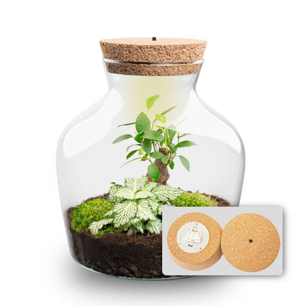 Little Joe Bonsai + Fittonia White Tiger - Terrarium with light - Bottle garden DIY kit - Ø 20 cm ↑ 22 cm