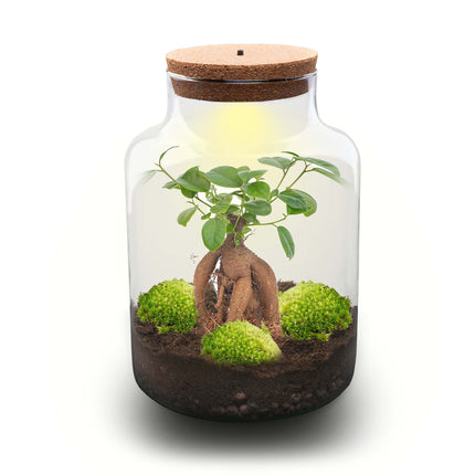 Milky Bonsai - Terrarium - Bottle garden DIY kit - Ø 21 cm ↑ 30 cm
