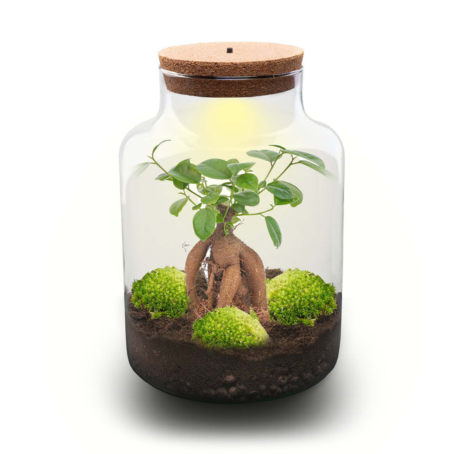 Milky Bonsai - Terrarium - Bottle garden DIY kit - Ø 21 cm ↑ 30 cm