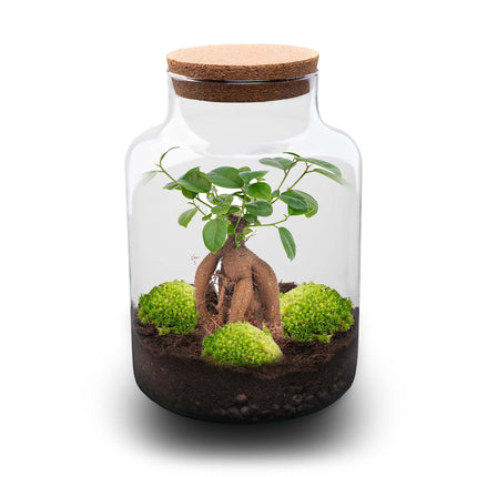 Milky Bonsai - Terrarium - Bottle garden DIY kit - Ø 21 cm ↑ 30 cm