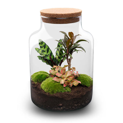 Milky Palm - Terrarium - Bottle garden DIY kit - Ø 21 cm ↑ 30 cm
