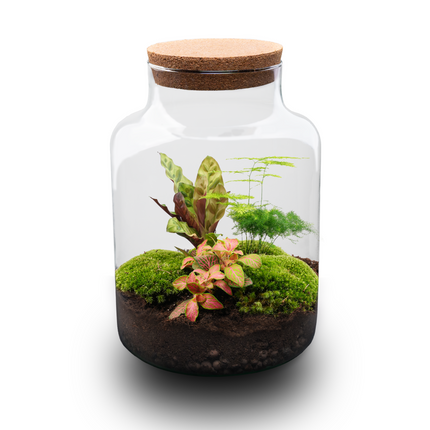 Milky - Terrarium - Bottle garden DIY kit - Ø 21 cm ↑ 30 cm