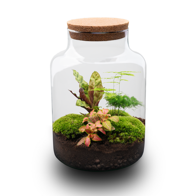 Milky - Terrarium - Bottle garden DIY kit - Ø 21 cm ↑ 30 cm
