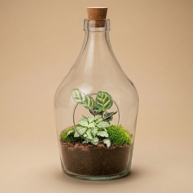 terrarium plants in a bottle Open terrarium with cork