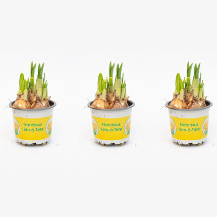 Narcissus 'Tête-à-Tête' - Potsize 9 - ↑ 15-20 cm