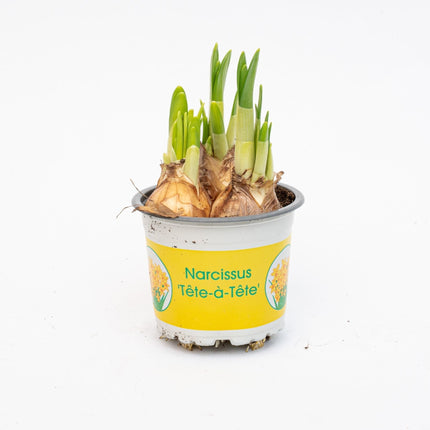 Narcissus 'Tête-à-Tête' - Potsize 9 - ↑ 15-20 cm