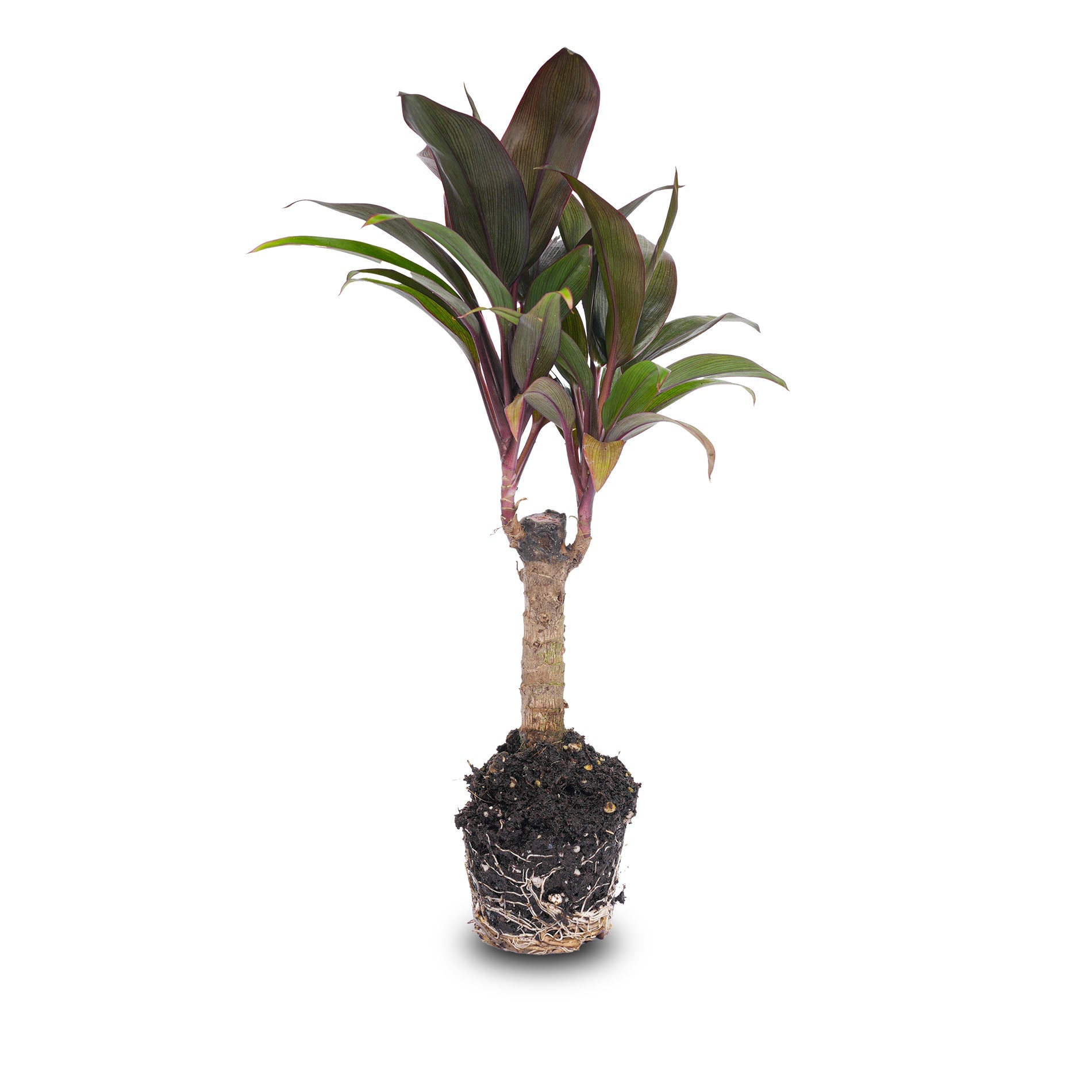 mini palm indoor plant Mini-palm - Cordyline fruticosa 'Purple Compacta'