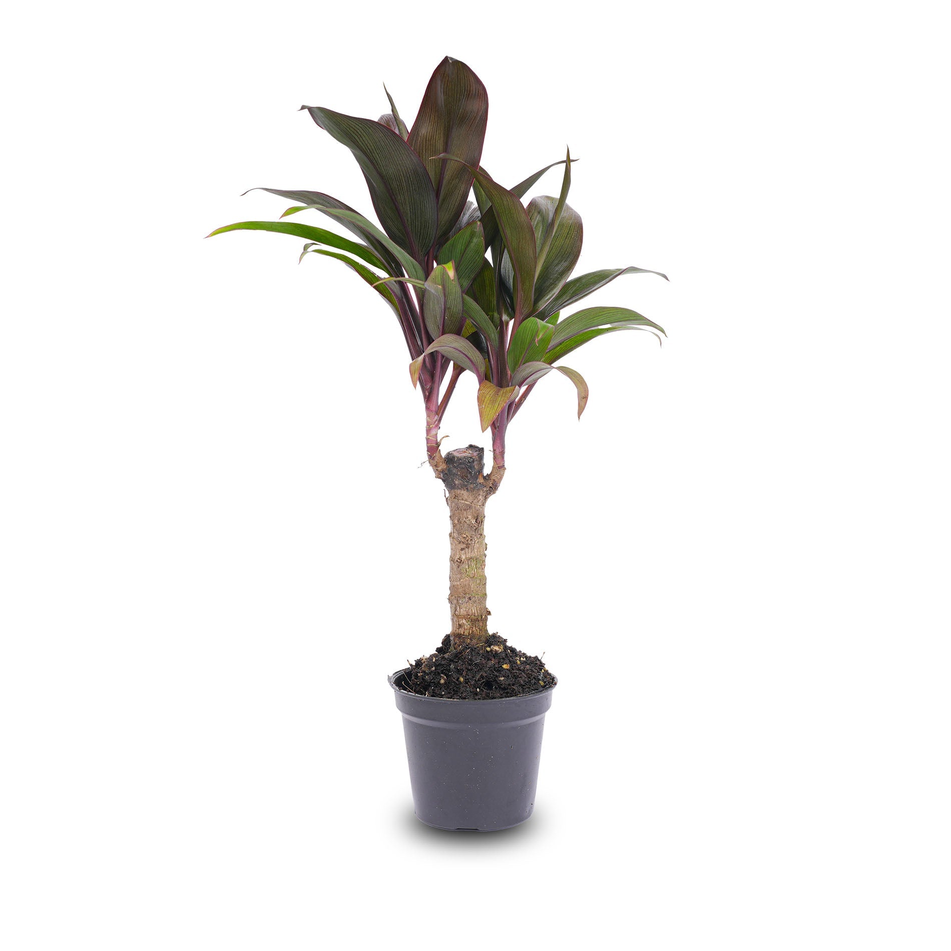mini palm looking plant Mini-palm - Cordyline fruticosa 'Purple Compacta'