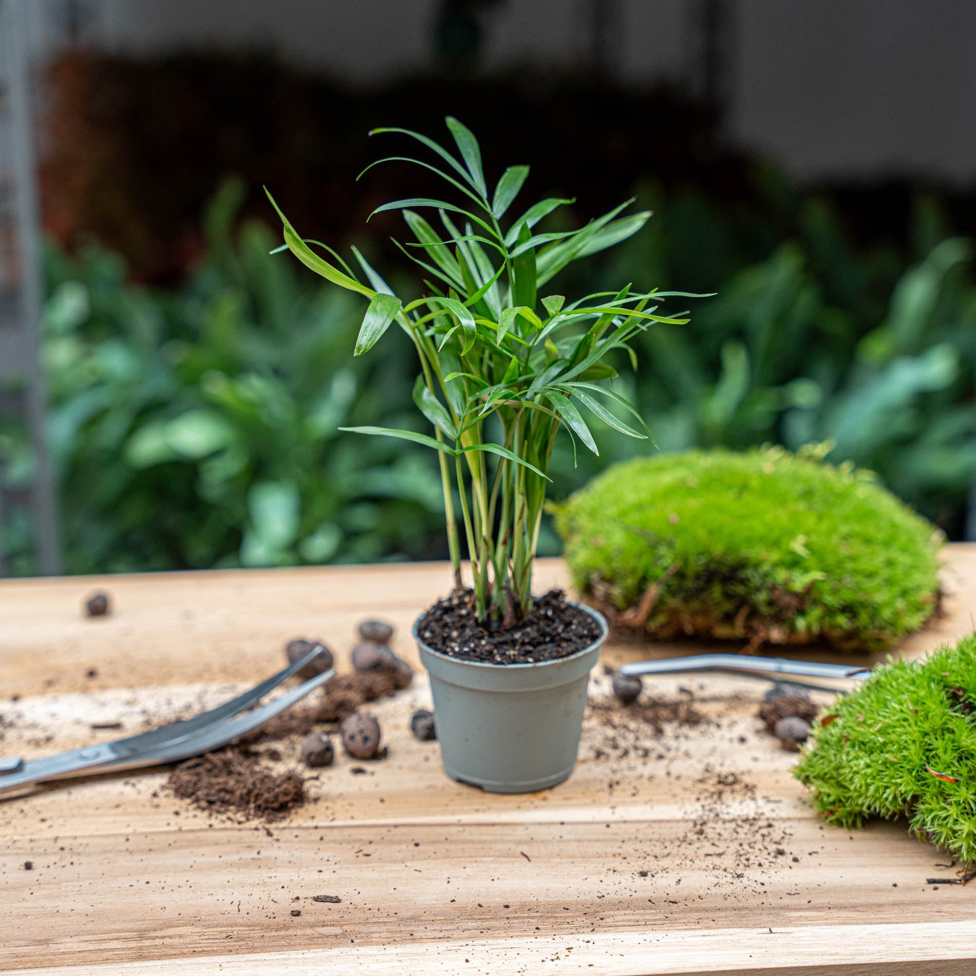 indoor small palm plant Parlour Palm - Chamaedorea elegans 'baby'
