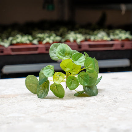 Pilea Mini Bush - Artificial Plant - ↑ 15 cm