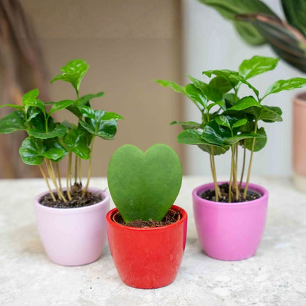 Plant set of 3 with mini pot - Love - Succulents - Pink/Red - Ø 6 cm