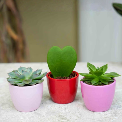Plant set of 3 with mini pot - Love - Coffea Arabica - Pink/Red - Ø 6 cm