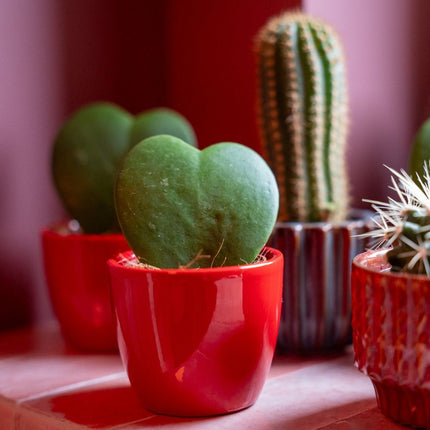 Plant set of 3 with mini pot - Love - Succulents - Pink/Red - Ø 6 cm