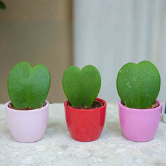 Collection image for: Gift occasions