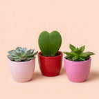 1x Hoya Kerri + 2x Succulents