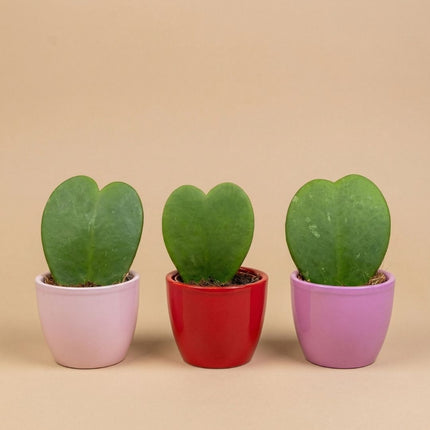 Plant set of 3 with mini pot - Love - Succulents - Pink/Red - Ø 6 cm