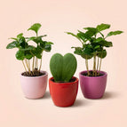 1x Hoya Kerri + 2x Coffea Arabica