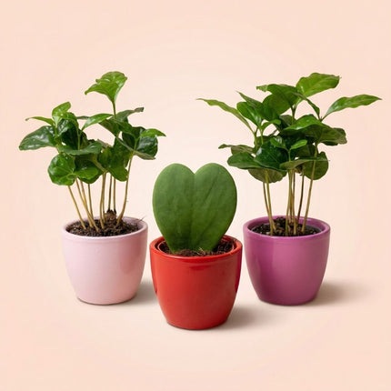 Plant set of 3 with mini pot - Love - Succulents - Pink/Red - Ø 6 cm