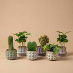 Cacti Mix