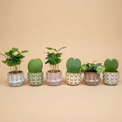 Plant set of 6 with pot set San Juan - Plant Mix - Ø 6 cm