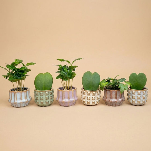 Plant set of 6 with pot set San Juan - Plant Mix - Ø 6 cm
