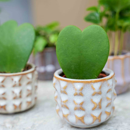 Plant set of 6 with pot set San Juan - Plant Mix - Ø 6 cm