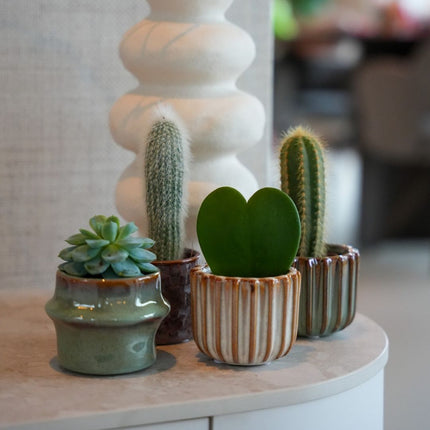 Plant set of 6 with pot set San Juan - Plant Mix - Ø 6 cm