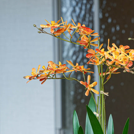 Renantera Orchid yellow/orange 2 pcs - Artificial Plants - Bundle set