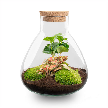 Sammie - Terrarium with light - Bottle garden DIY kit - Ø 22,5 cm ↑ 27 cm