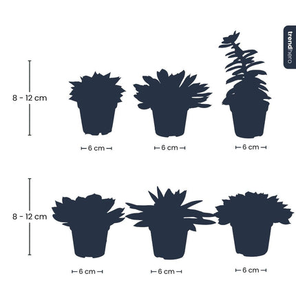 Set of 6 - Succulent Mix Set - Assorted Succulents in 6 cm Pots (8–12 cm high)