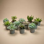 12x Mix succulents