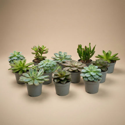 Set of 6 - Succulent Mix Set - Assorted Succulents in 6 cm Pots (8–12 cm high)