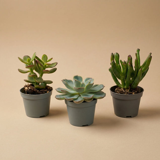 Set of 3 -  Succulent Mix Set - Assorted Succulents in 6 cm Pots (8–12 cm high)