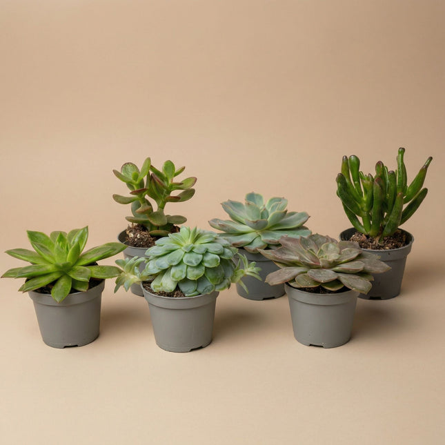 Set of 6 - Succulent Mix Set - Assorted Succulents in 6 cm Pots (8–12 cm high)