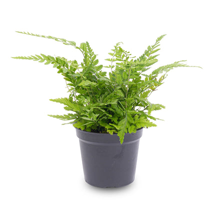 Mini plant set 6 - Includes pot set Madrid