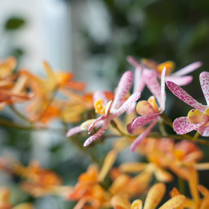 Renanthera orchid mix - 2pcs - Artificial Plants - Bundle set