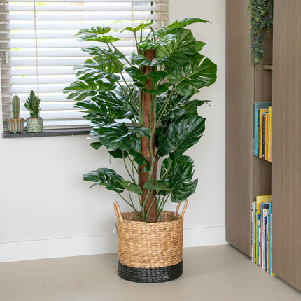 Monstera - on pole - Artificial plant - Green- ↑ 120cm