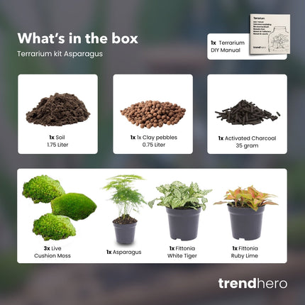 Asparagus - Plant Terrarium Refill & Starter kit - 3 terrarium plants - DIY