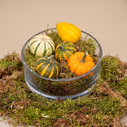Autumn bowl Pumpkin Medium - Glass with 5 real pumpkins, moss