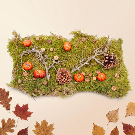 Autumn deco kit - Dried pumpkins, flat moss, bonsai wood, cones