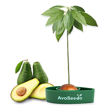 Avocado kit – Grow your own avocado!