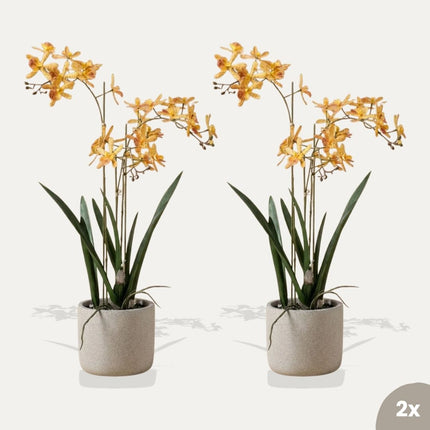 Renantera Orchid yellow/orange 2 pcs - Artificial Plants - Bundle set