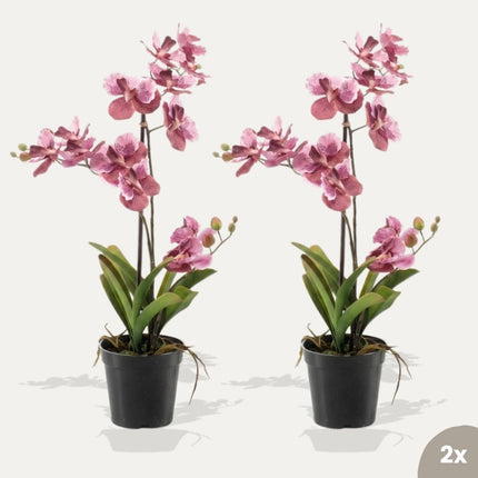 Orchid Vanda pink 2 pcs - Artificial Plants - Bundle set